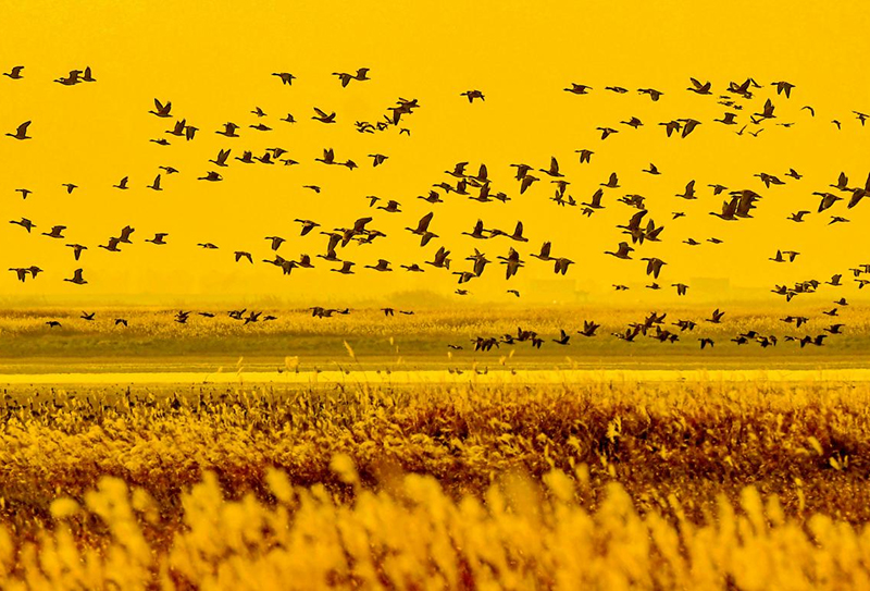 吴城候鸟。宋建明摄