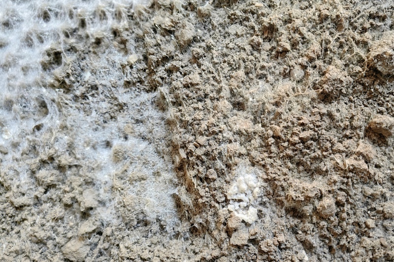 已经生长出的菌丝