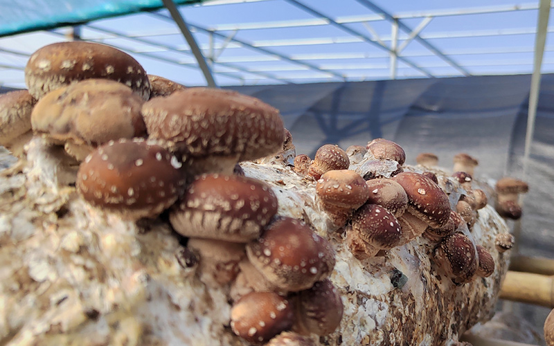 郝店镇关店村食用菌种植基地，一簇簇香菇从菌棒上探出“脑袋”。