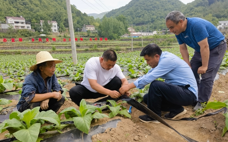 烟叶技术员（左一、左二）指导烟农铺设滴灌带场景。