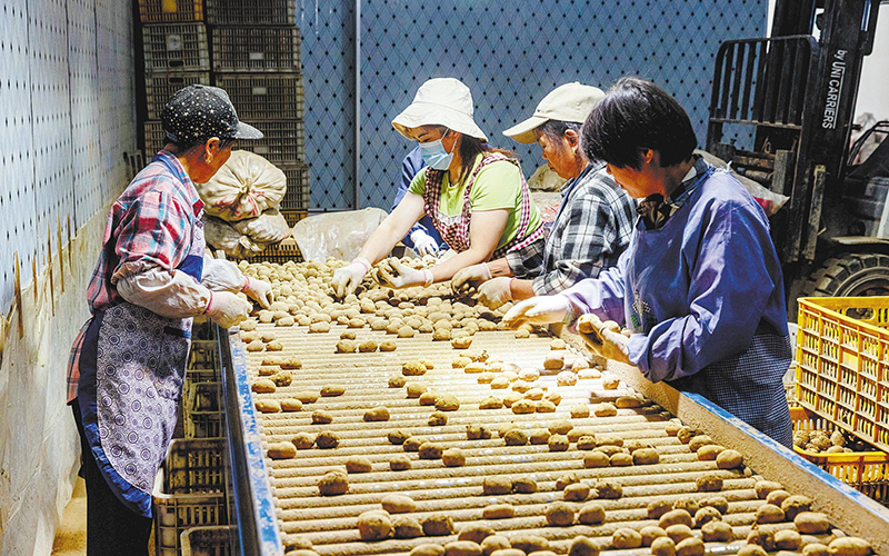 唐家铺村民正在对丰收的土豆进行分拣。