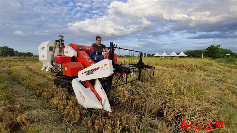在巴西北里奥格兰德州小镇阿波迪，一名巴西妇女正在家庭农场操作中国水稻联合收割机。 人民网 迪奥任塞·诺夫雷加摄