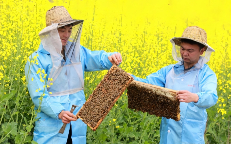 石成强(右)和合伙人查看蜂巢情况。朱本双摄