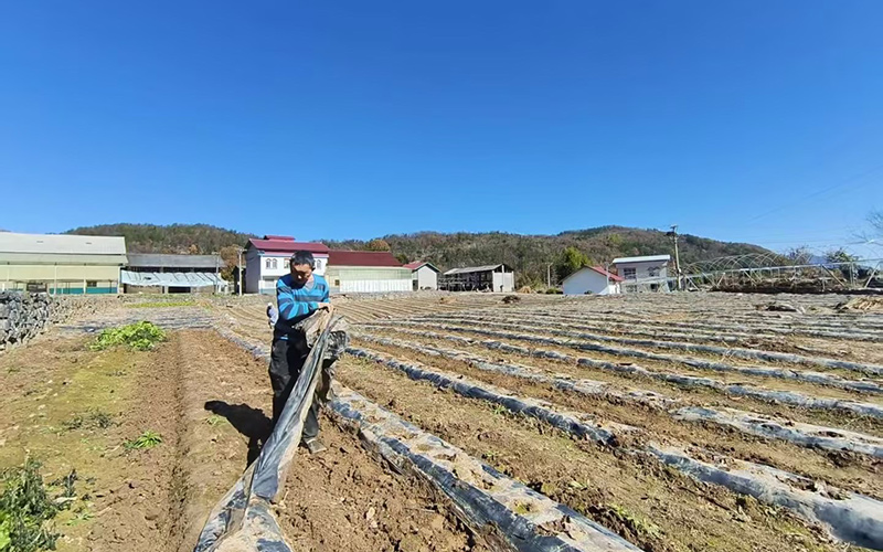 烟农正在清理田间的地膜、烟杆、杂草等。