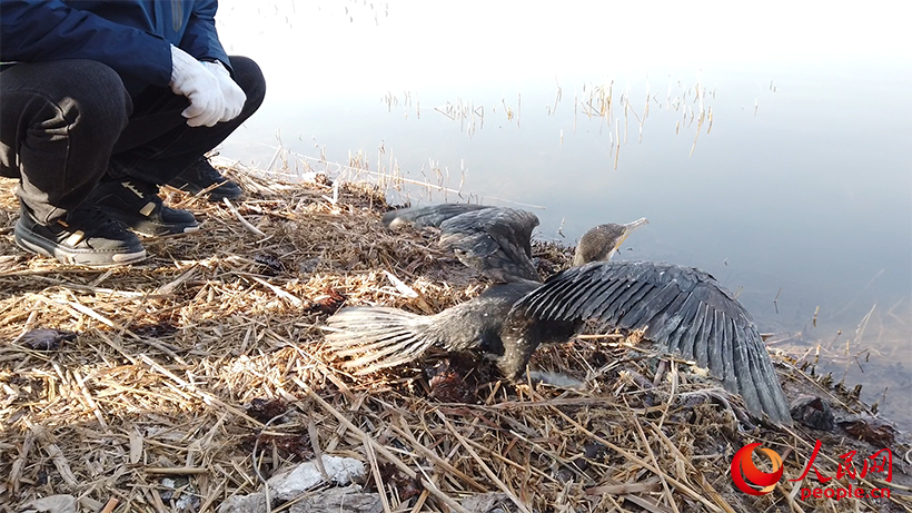 受到救助的鸬鹚在衡水湖畔被放飞。人民网 刘文邦摄