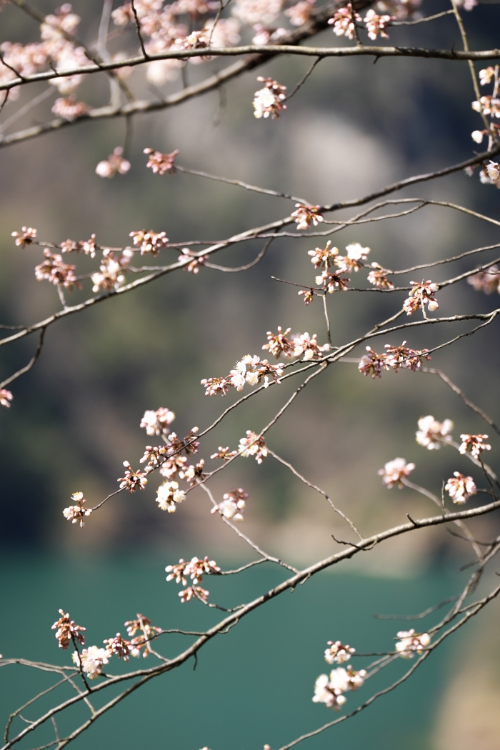堵河源畔野桃俏。
