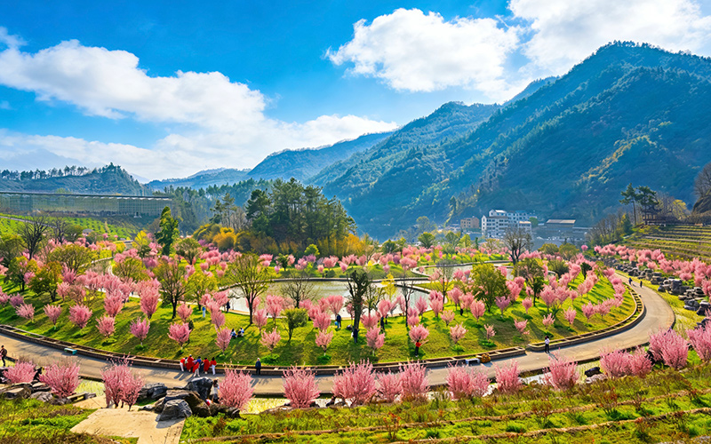 茅箭区秦巴生态植物园内，美人梅如云霞缭绕，与亭台水榭相映成趣。