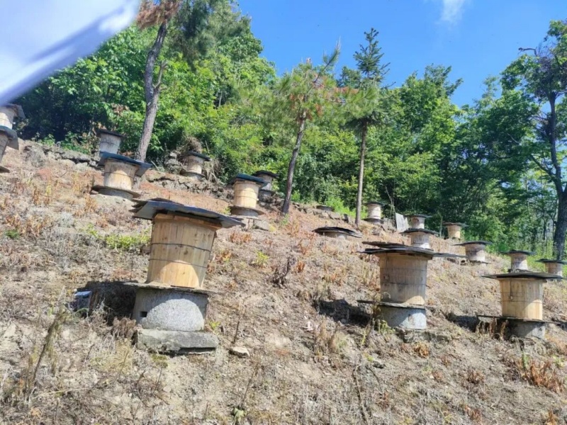 中华小蜜蜂养殖。朱文静摄